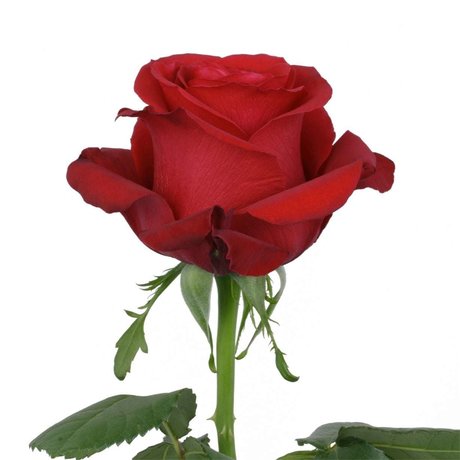 ally rose top profile image