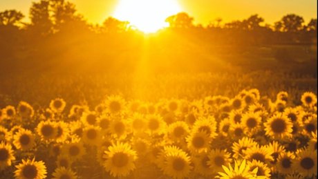 Oh Miya xxx_ actress image