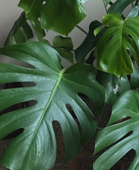 hot asian onlyfans sex pic