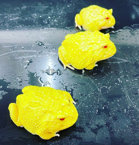 Onlyfrogs nude pornstar image