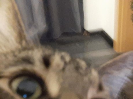 OnlyCats top star img