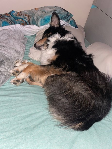 OnlyPaws model hd picture