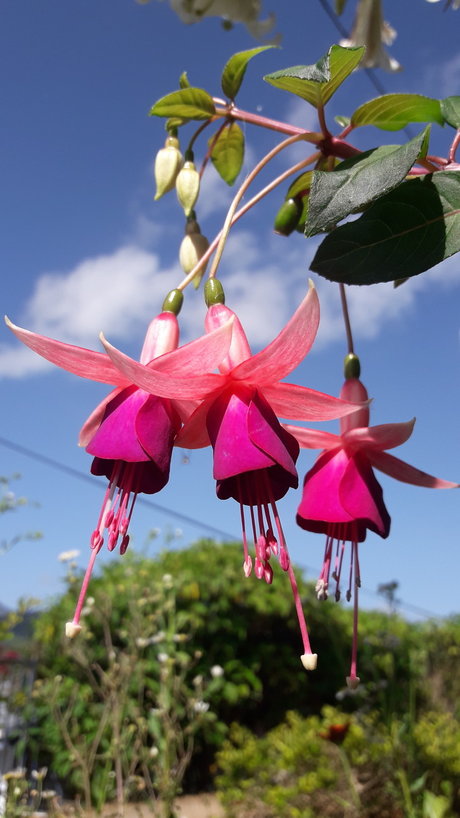 Piel Canela sexy actress archive