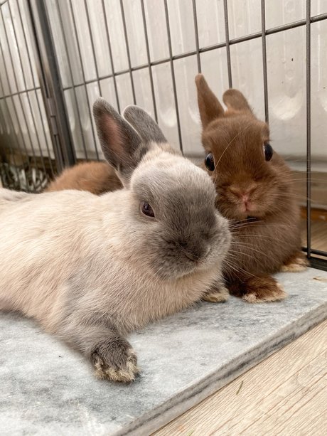 Ponzu amp amp Mocha erotic model photos