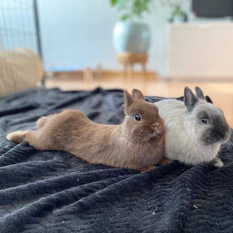 Ponzu amp amp Mocha erotic pornstar images