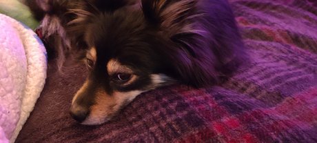 Pomsky Mom art model img