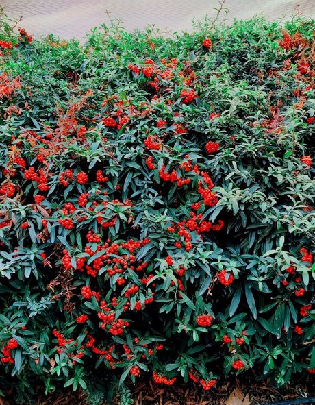 lola pixel model beautiful picture