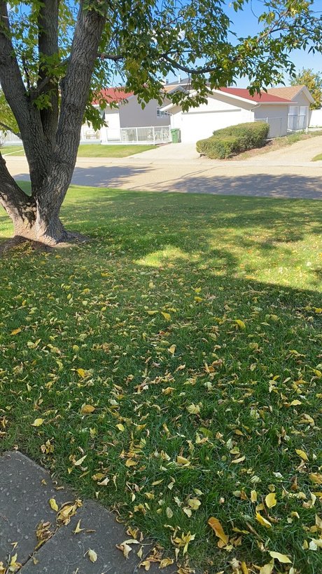 nuggies xxx star image