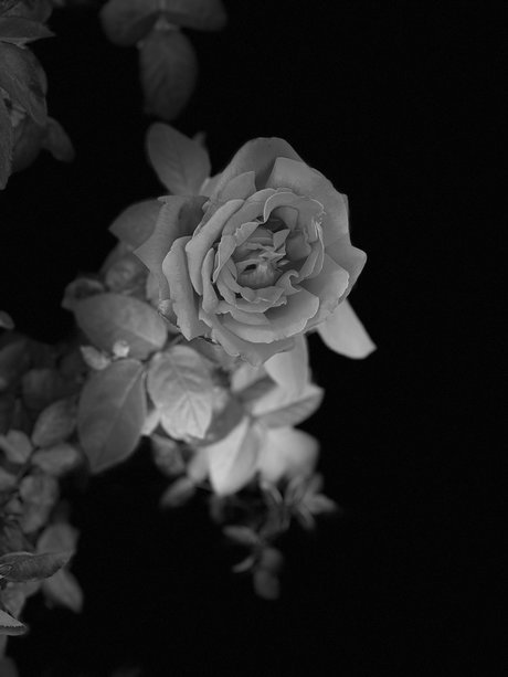 Pup Thor exclusive pornstar galleries