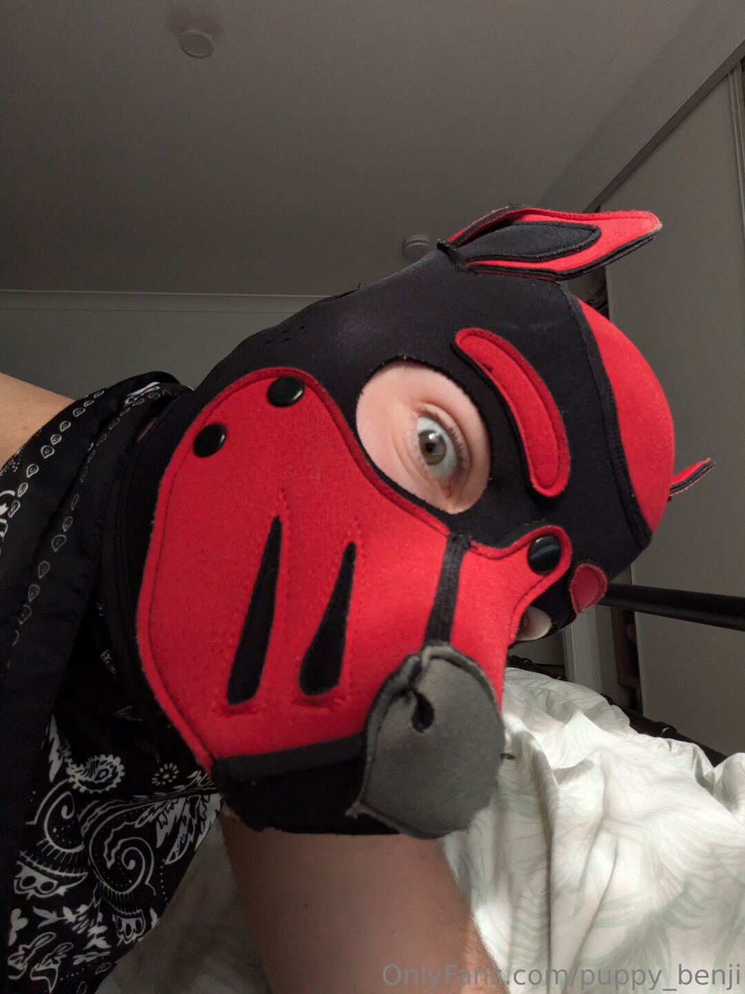 Pup Benji top model picture
