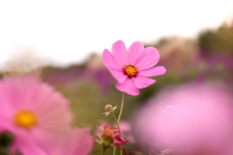 Reiji high quality star pictures