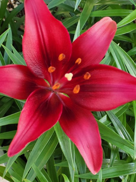 RedBee19 star free pics