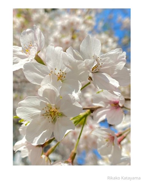 rikakodesu sexy star picture