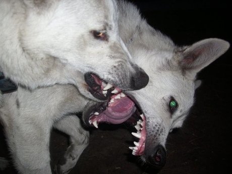 Sashire naked model archive