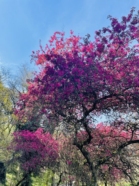 _Luna Deleis_ perfect star pictures