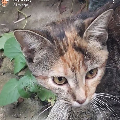 Save The Kitty_ top star gallery