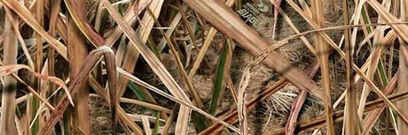 Fagyu Beef nudes actress pics