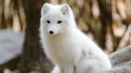 Snowfox2020 model sexy img
