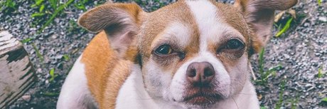 Foxy Goddess hd model images