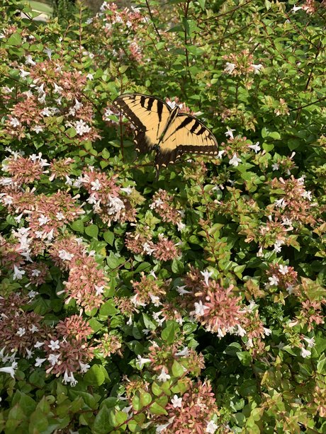 Kate Smith exclusive actress img