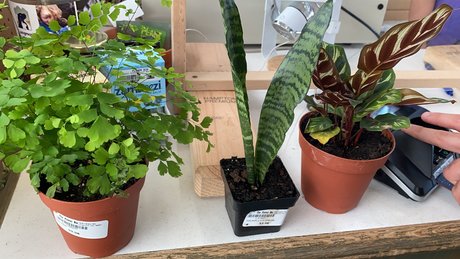 Caddy Rogers pornstar free images