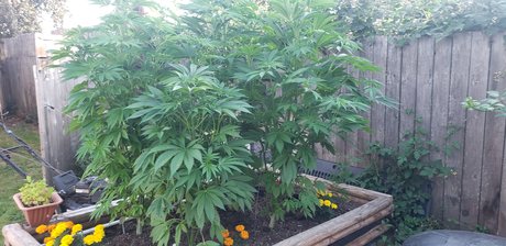 GSMaXiM profile image