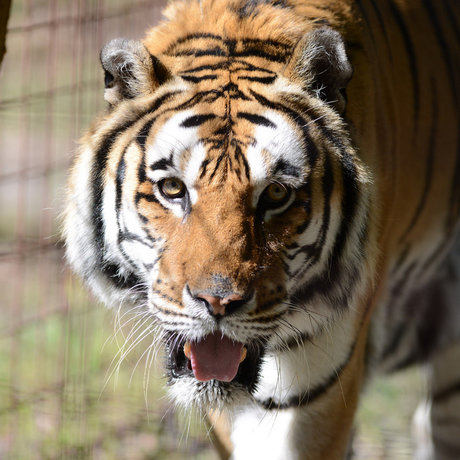 HiddenTiger Red nude model photo