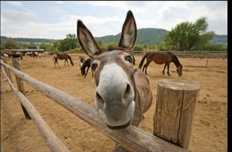 Burro Donkey adult actress pictures