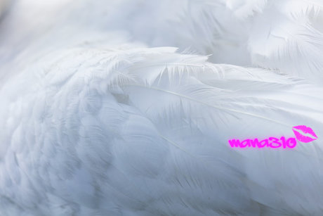 mana310 pornstar exclusive images