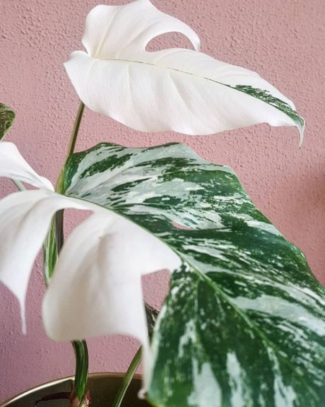 Monstera Mania star porn pictures