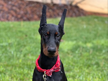 Knox amp ampBear pornstar pretty img