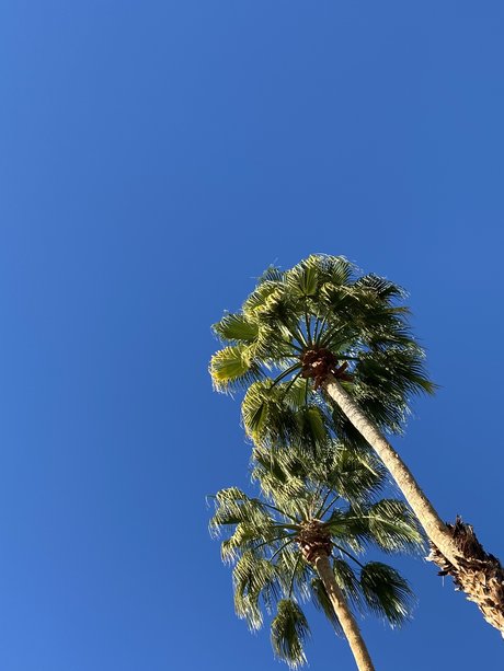 Tommy Cangiamila pretty model pictures