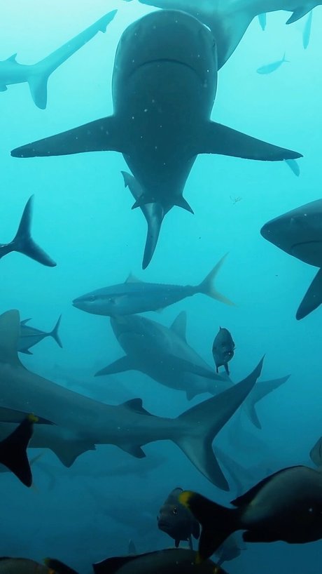 short n sweet pretty model picture