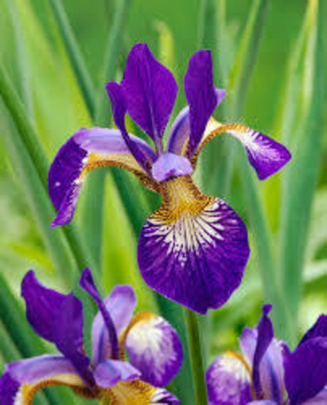 Iris CS star perfect images