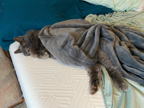 _abbythecat porn model galleries