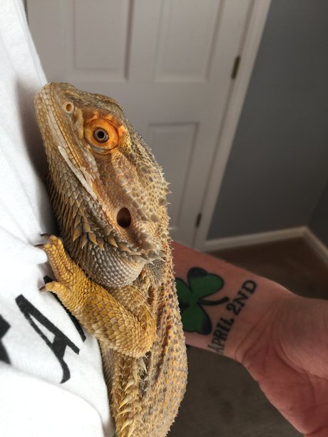 Hardiner q pornstar art image