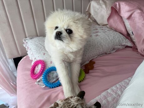 xxxriley art pornstar galleries