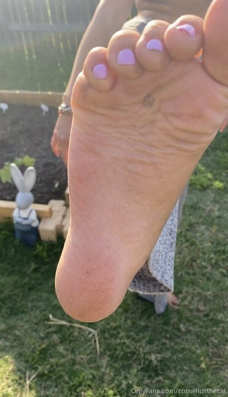 corneliusthecat star adult image