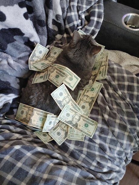 7 Cats profile image