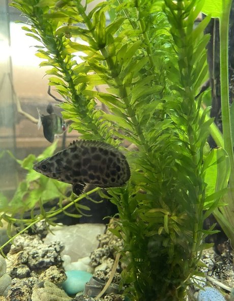 pussy milf onlyfans top image