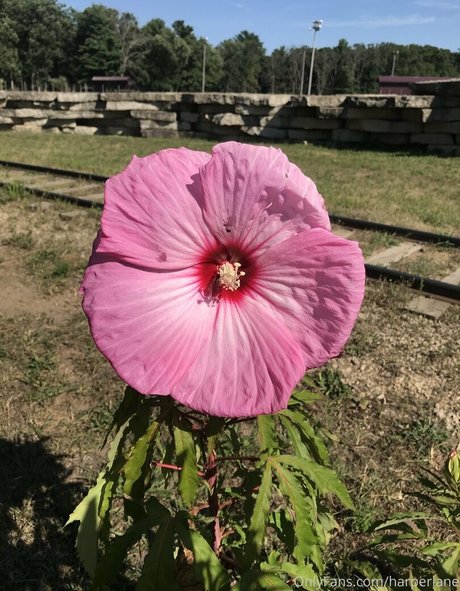 bikini sex onlyfans perfect pictures