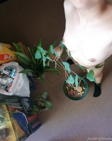 buddingroselia sexy star images