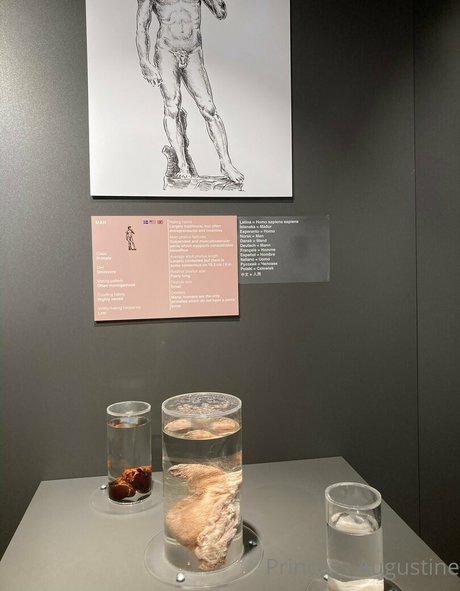 princessaugustine star picture