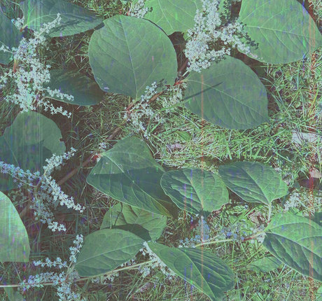 cedella01 art pornstar picture