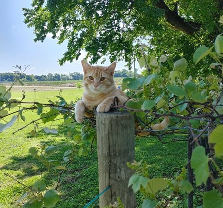 theladylayla high quality star pics