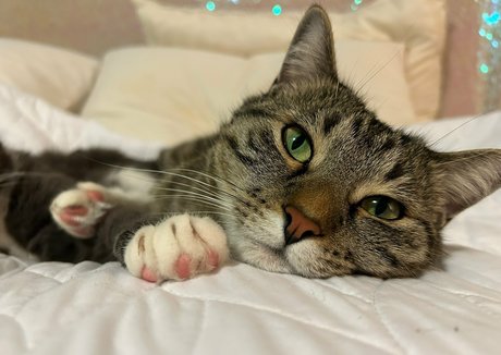 bikinibites star nude archive