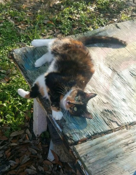 katcalico porn model pics