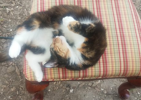 katcalico hot star gallery