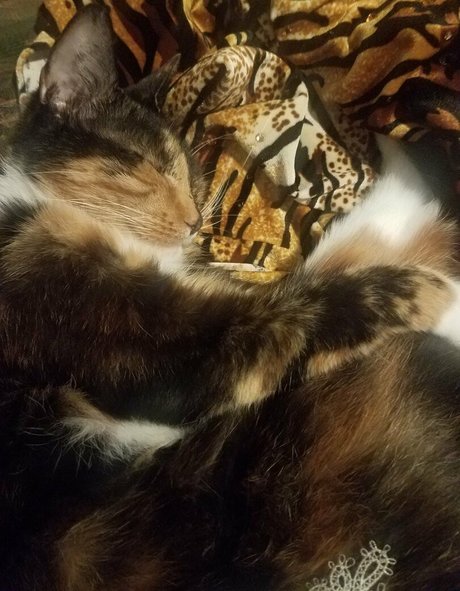 katcalico pornstar hd galleries