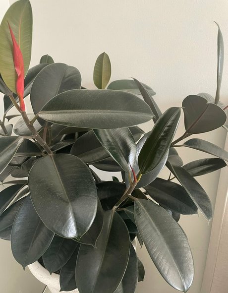 izzybutt profile image